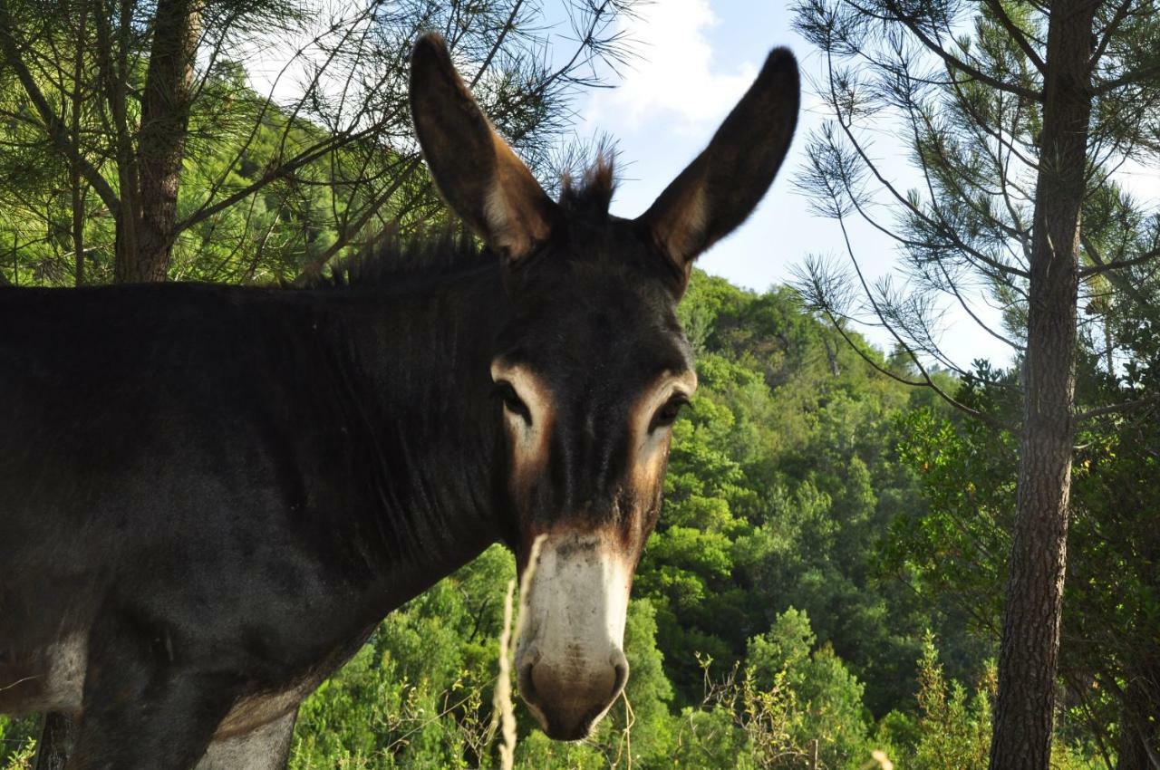 Quinta Alma - Ecological Retreat Farm Luxuszelt *